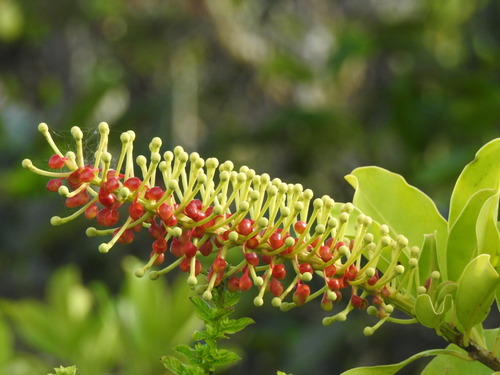 grab-foot (Schwartzia brasiliensis)