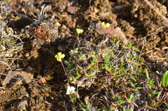 Draba alpina