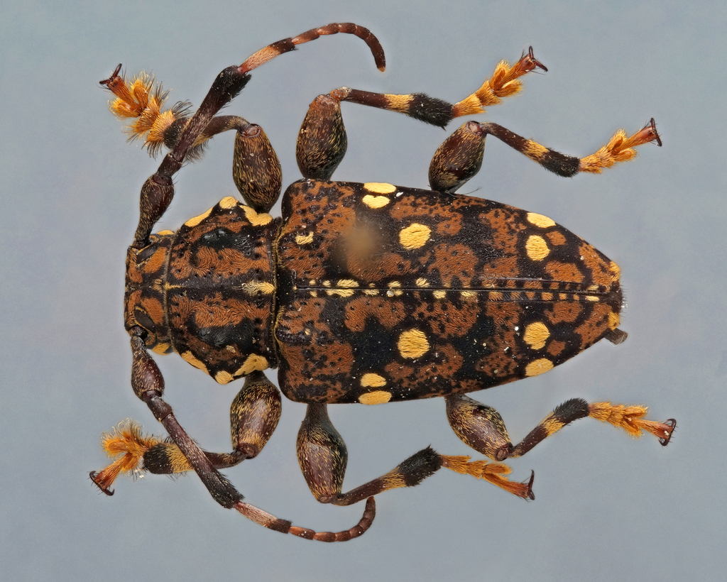 Acakyra ocellata