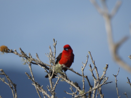 Brazilian Tanager (Ramphocelus bresilia), photo 4