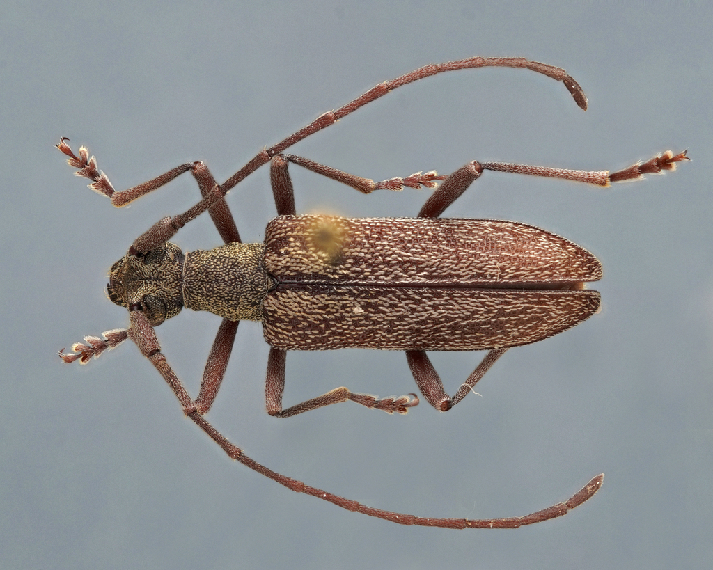 Caraphia squamosa