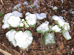 Malvaviscus arboreus drummondii