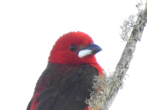 Brazilian Tanager (Ramphocelus bresilia), photo 5