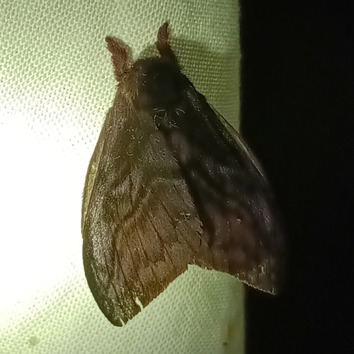 Hylesia praedguiana