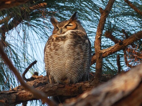 View observation of {o.common_name} on iNaturalist