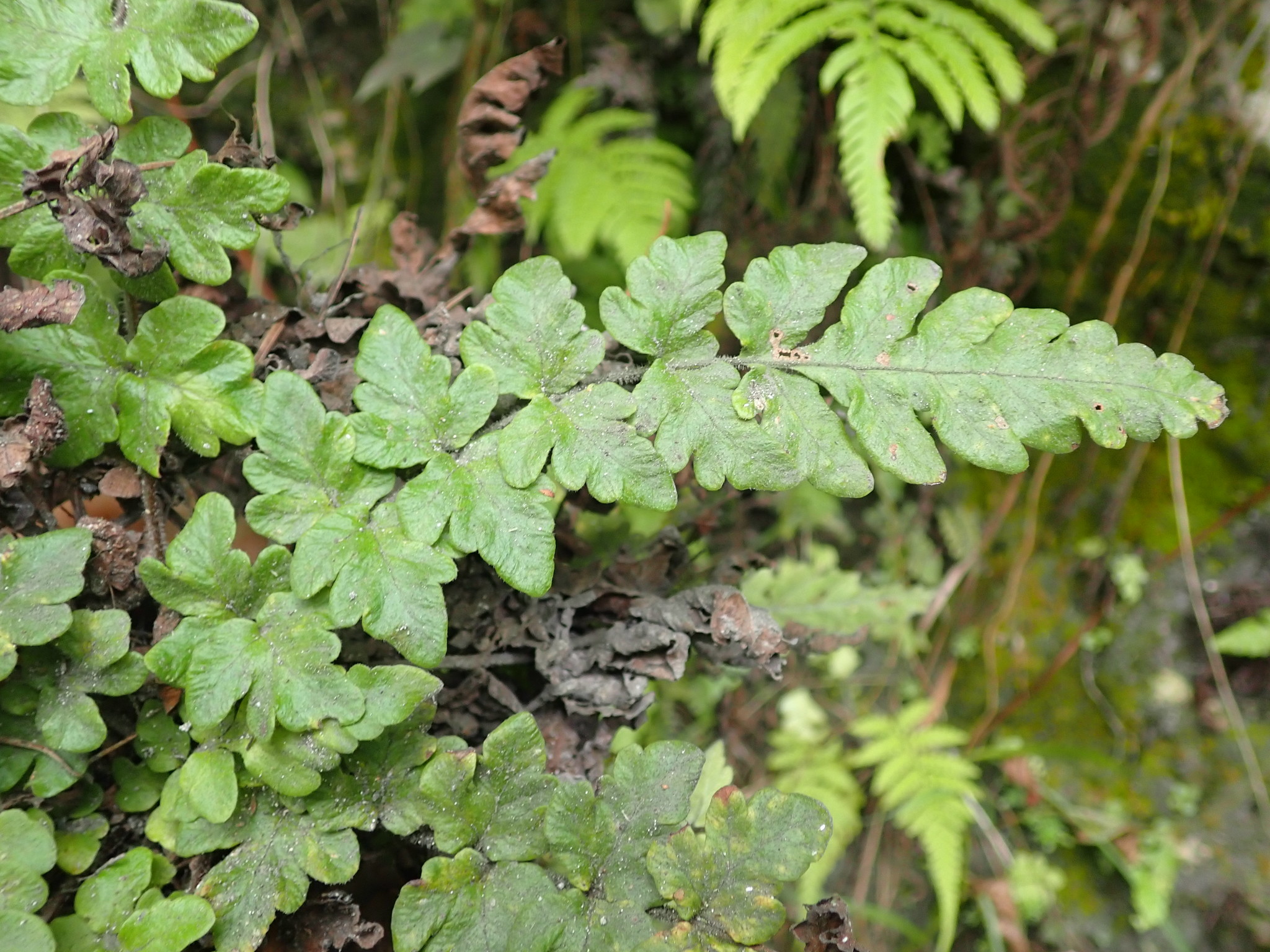 Tectaria coriandrifolia