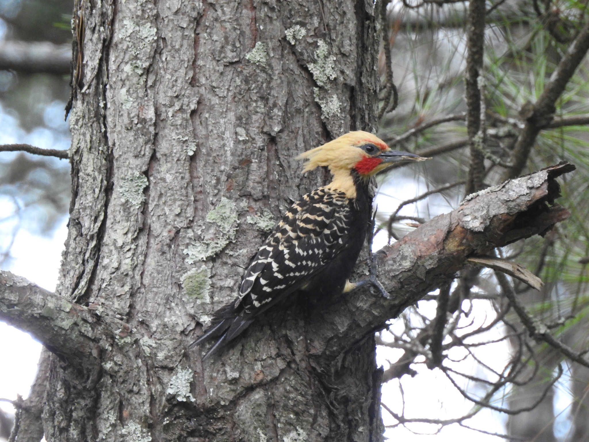 Blond-crested Woodpecker (Celeus flavescens), photo 1