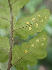 Tectaria coriandrifolia