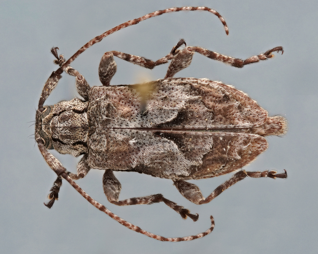 Pseudastylopsis nelsoni