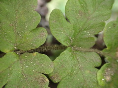 Tectaria coriandrifolia