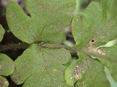 Tectaria coriandrifolia