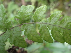 Tectaria coriandrifolia