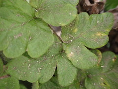 Tectaria coriandrifolia