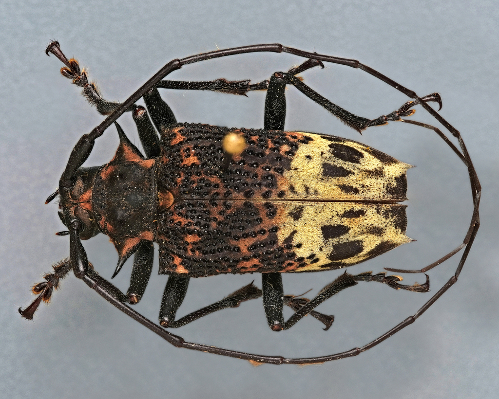 Polyrhaphis belti