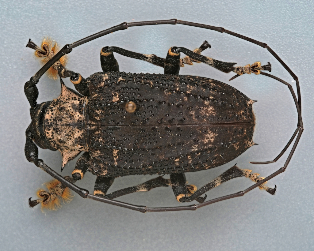 Polyrhaphis michaeli