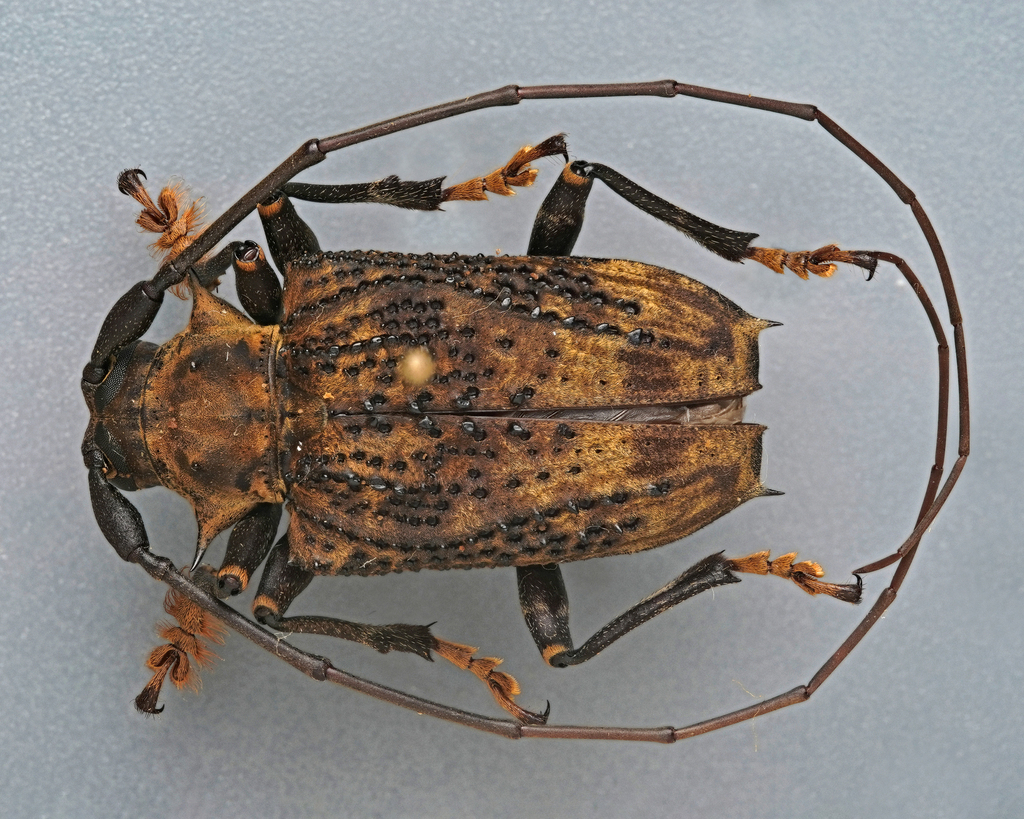 Polyrhaphis papulosa