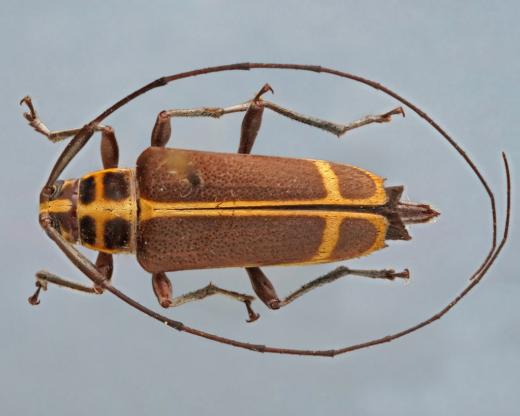 Sangaris giesberti