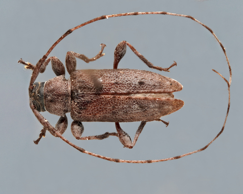 Sternidius chemsaki