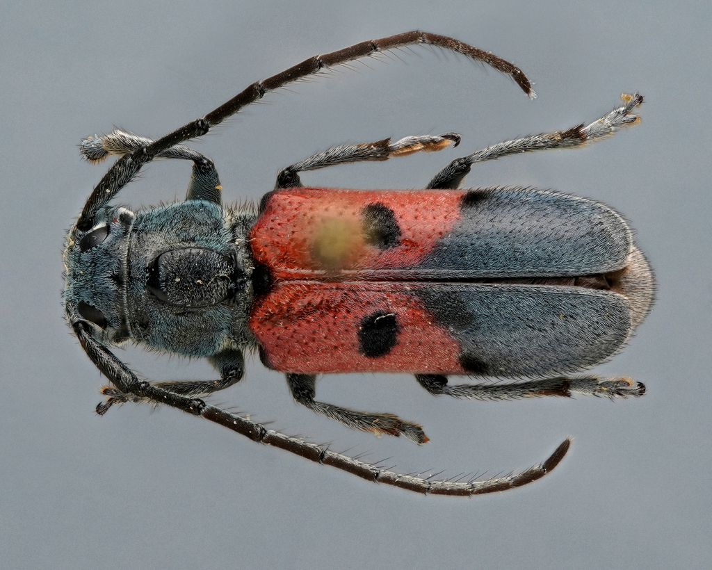 Tetraopes ineditus