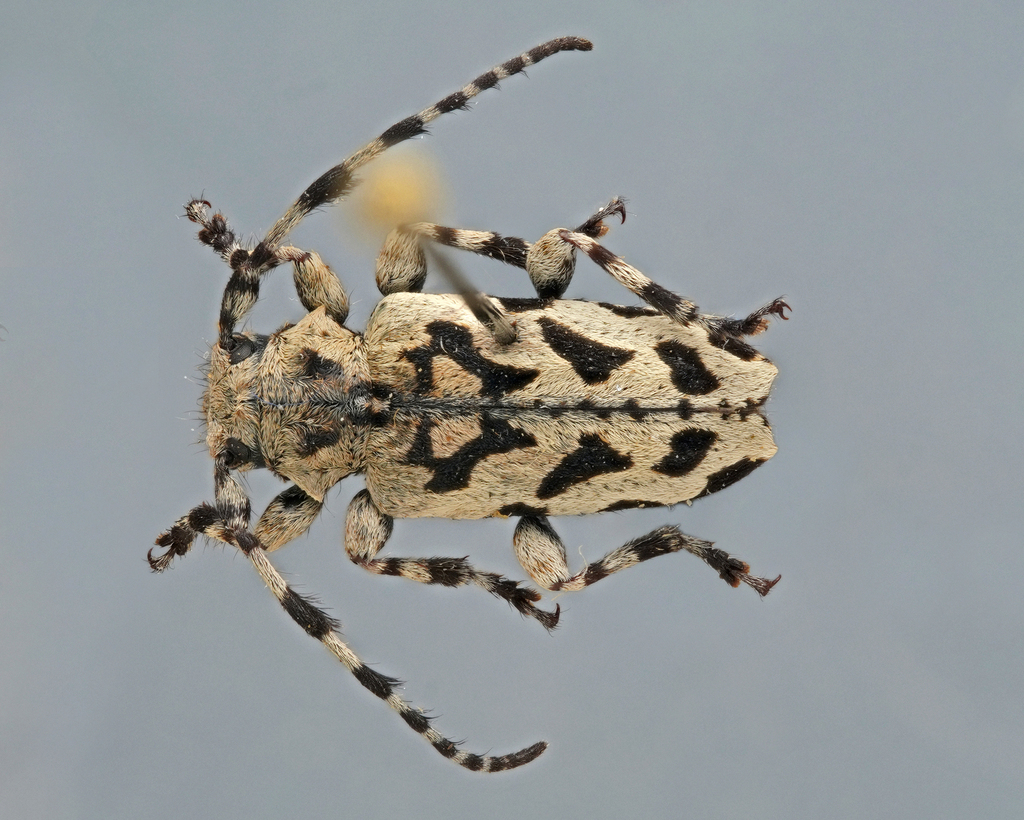 Tetrasarus nanus