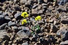 Draba alpina