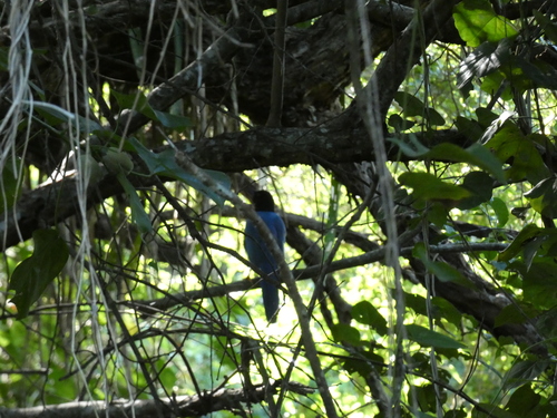 Yucatan Jay (Cyanocorax yucatanicus)