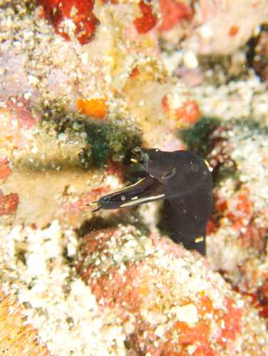 Black leafnosed moray eel (Rhinomuraena quaesita) — Muraenidae