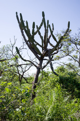 Cereus stenogonus