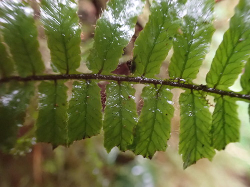 Trichomanes robustum