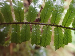 Trichomanes robustum image