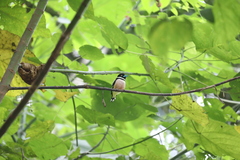 Eurylaimus ochromalus