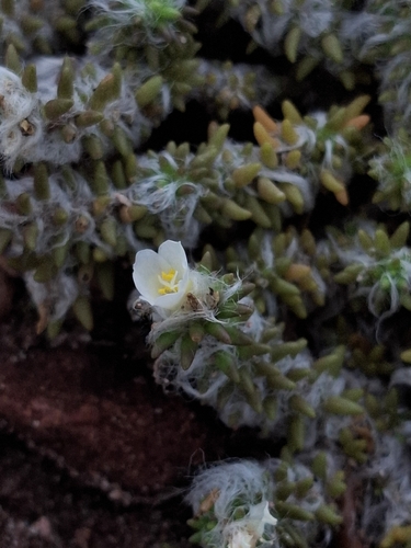 Desert Portulaca (Portulaca halimoides)
