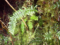 Trichomanes robustum