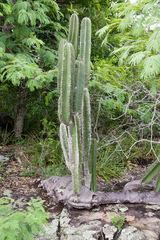 Cereus stenogonus