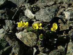 Draba alpina