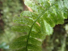 Trichomanes robustum image