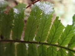 Trichomanes robustum image