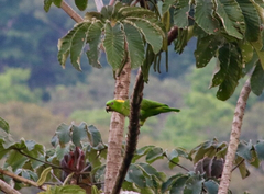Amazona auropalliata
