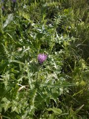 Cirsium creticum