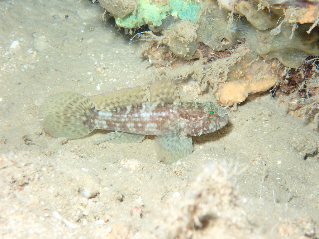 Ostrich goby (Callogobius maculipinnis) — Gobiidae