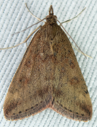 Pyrausta tatalis