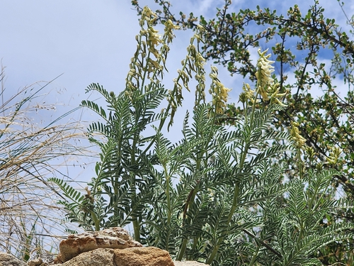 Drummond's Milkvetch (Astragalus drummondii)