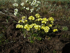 Draba alpina
