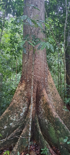 Eriotheca macrophylla observed 2026-01-20