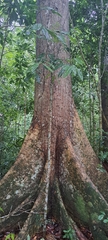 Eriotheca macrophylla