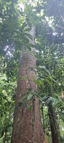 Eriotheca macrophylla, photograph 2