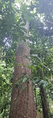 Eriotheca macrophylla, photograph (c) Marcio Santos Ferreira, some rights reserved (CC BY)