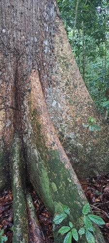 Eriotheca macrophylla, photograph 3