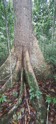 Eriotheca macrophylla, photograph 4