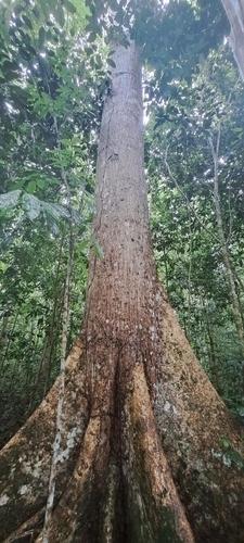 Eriotheca macrophylla, photograph 5